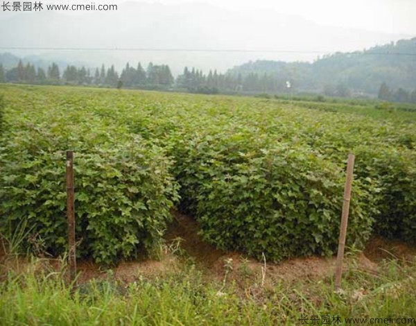 <a href='http://www.njszjj.com/linmuzhongzi/1839.html' target='_blank'>楓香種子</a>發(fā)芽出苗圖片