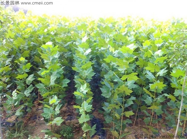 <a href='http://www.njszjj.com/linmuzhongzi/2262.html' target='_blank'>法桐種子</a>發(fā)芽出苗圖片