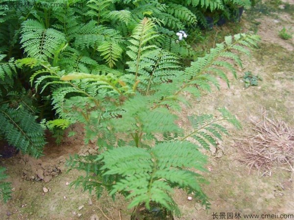 <a href='http://www.njszjj.com/linmuzhongzi/1799.html' target='_blank'>紅花楹種子</a>發(fā)芽出苗圖片