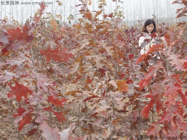 <a href='http://www.njszjj.com/linmuzhongzi/2228.html' target='_blank'>櫟樹種子</a>發(fā)芽出苗圖片
