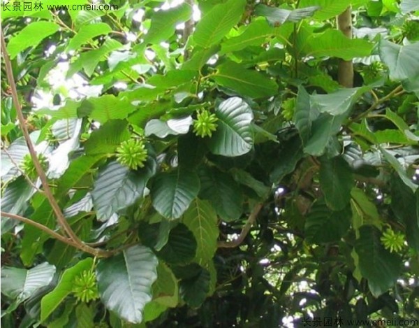 <a href='http://www.njszjj.com/linmuzhongzi/2250.html' target='_blank'>喜樹種子</a>發(fā)芽出苗圖片