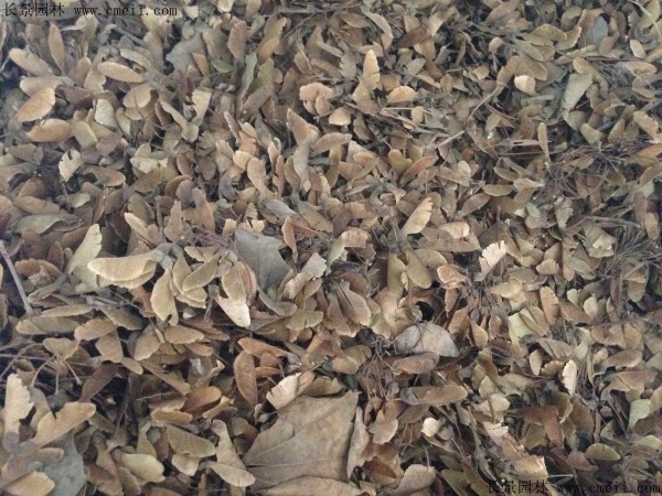 <a href='http://www.njszjj.com/linmuzhongzi/1746.html' target='_blank'>三角楓種子</a>圖片
