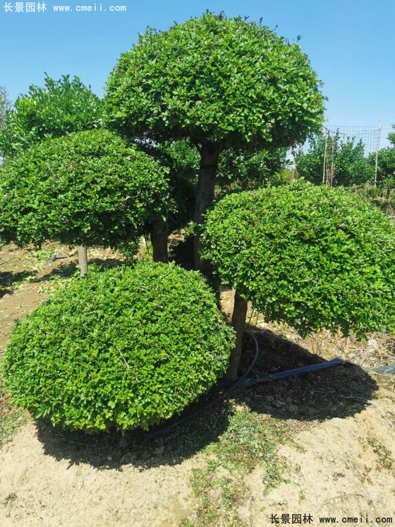 對節(jié)<a href='http://www.njszjj.com/linmuzhongzi/1712.html' target='_blank'>白蠟</a>造型盆景地景
