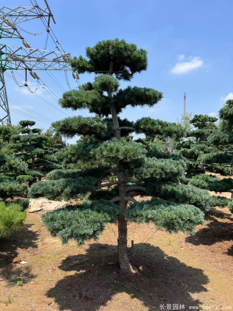 造型<a href='http://www.njszjj.com/linmuzhongzi/1817.html' target='_blank'>五針?biāo)?/a>