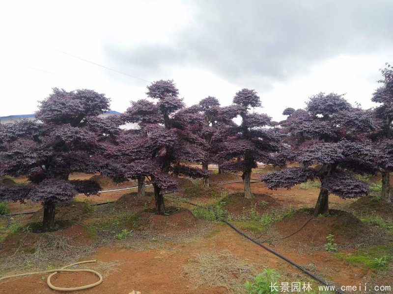 造型<a href='http://www.njszjj.com/dibeiguanmu/9770.html' target='_blank'>紅花繼木</a>