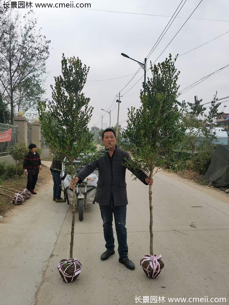 <a href='http://www.njszjj.com/linmuzhongzi/1764.html' target='_blank'>小葉黃楊</a>樹