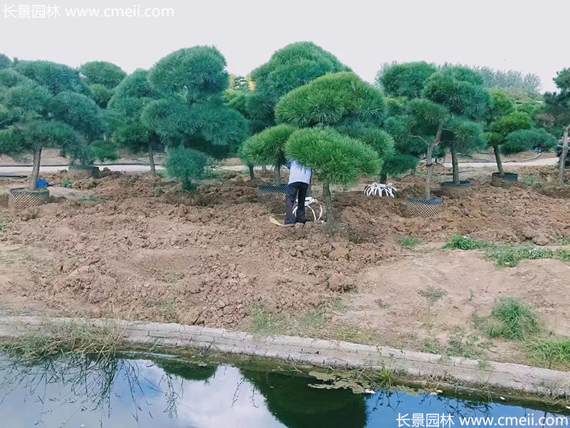 景觀樹造型<a href='http://www.njszjj.com/linmuzhongzi/1716.html' target='_blank'>黑松</a>大型地景