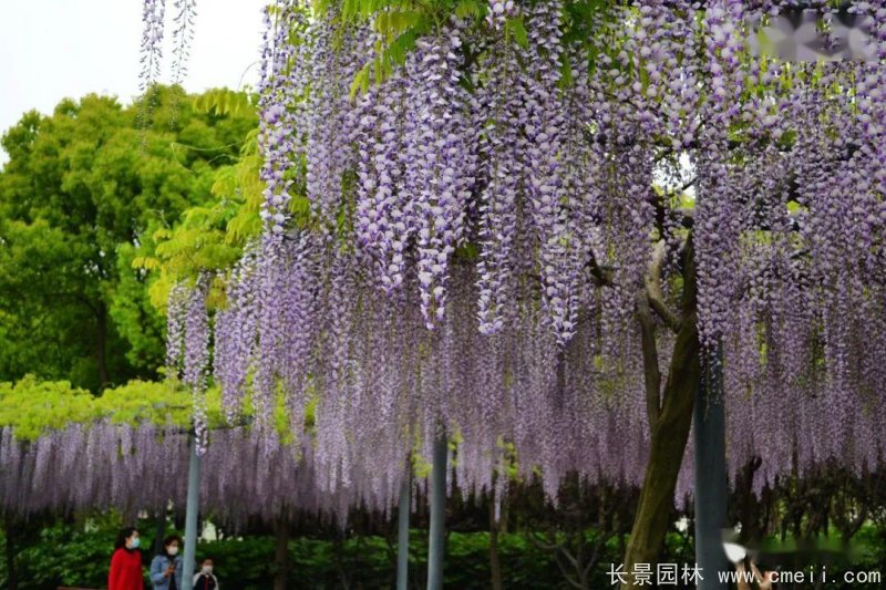 日本長穗熊野<a href='http://www.njszjj.com/linmuzhongzi/1806.html' target='_blank'>紫藤</a>日系