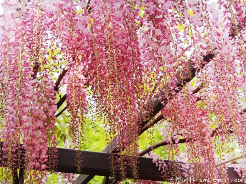 阿知<a href='http://www.njszjj.com/linmuzhongzi/1806.html' target='_blank'>紫藤</a>粉色日系<a href='http://www.njszjj.com/tengbenpanyuanzhiwu/3418.html' target='_blank'>紫藤花</a>