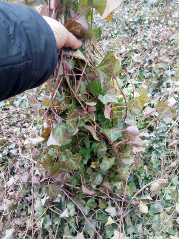 <a href='http://www.njszjj.com/tengbenpanyuanzhiwu/3423.html' target='_blank'>三葉地錦</a>苗圖片基地實(shí)拍