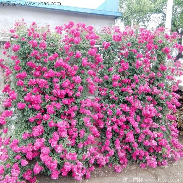 <a href='http://www.njszjj.com/tengbenpanyuanzhiwu/3421.html' target='_blank'>薔薇花</a>