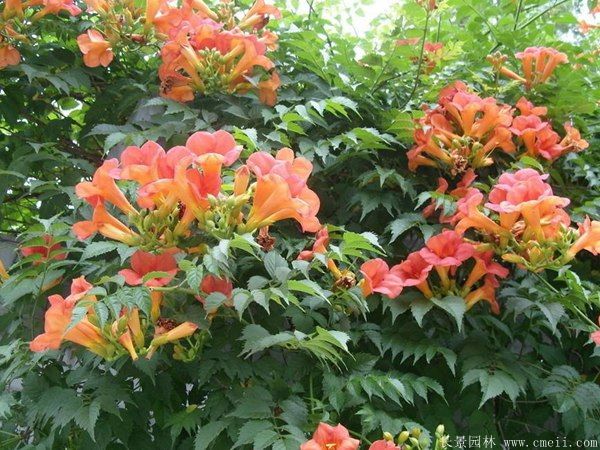 <a href='http://www.njszjj.com/tengbenpanyuanzhiwu/3414.html' target='_blank'>凌霄花</a>圖片基地實(shí)拍